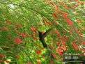 Guadeloupe colibri en pleine action