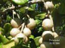 Guadeloupe  abricot-pays ou Mammea am�ricana L.