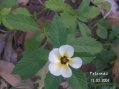 Guadeloupe Flore - nom � pr�ciser -