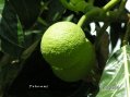 Fruit � pain : Guadeloupe