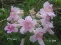 Guadeloupe : une orchid�e