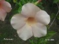 Allamanda : fleur de Guadeloupe