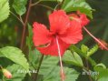 Flore de Guadeloupe : Hibiscus rouge