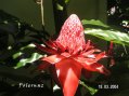 Flore de Guadeloupe : rose de porcelaine