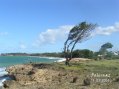 Guadeloupe du c�t� de Rifflet