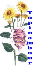 Topinambour - Fleur et Tubercule